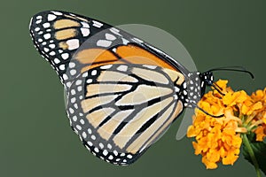 Monarch butterfly on yellow flower