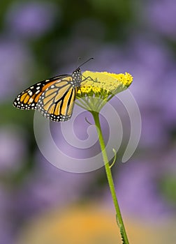 Monarch Butterfly on Yellow Flower