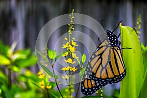 Monarch Butterfly on Yellow Flowers