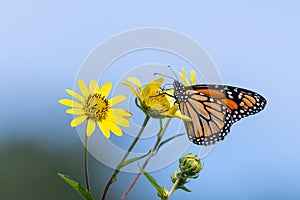 Monarch butterfly on yellow giant sunflower plant.