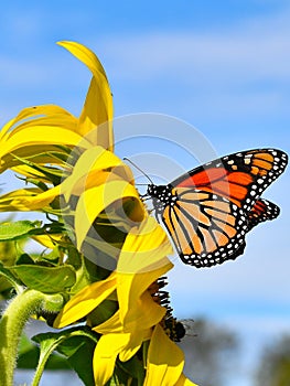 Monarch butterfly in Yellow sunflower on Fall day in Littleton, Massachusetts, Middlesex County, United States. New England Fall.