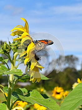 Monarch butterfly in Yellow sunflower on Fall day in Littleton, Massachusetts, Middlesex County, United States. New England Fall.