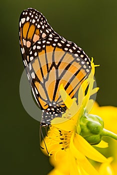 Monarch butterfly on yellow wildflower in Theodore Wirth Park in Minneapolis, Minnesota