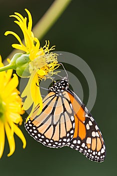 Monarch butterfly on yellow wildflower in Theodore Wirth Park in Minneapolis, Minnesota