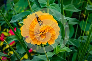 Monarch butterfly on a yellow zinnia