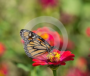 Monarch butterfly on Zinnia flower