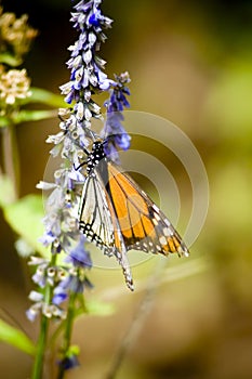 Monarch butterflys on the blue fowers Mexico Valle de Bravo