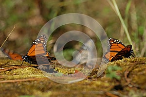 Monarch butterflys on the ground Mexico Valle de Bravo