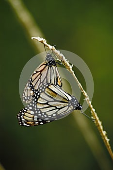 Monarch butterflys in love Mexico Vall de Bravo