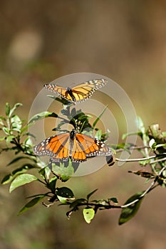 Monarch butterflys take sun Mexico Valle de Bravo photo