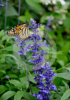 Monarch BUtterlfy - Danaus plexippus - and Salvia farinacea photo
