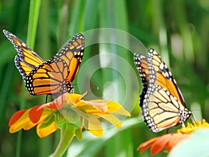 Farfalle sul messicano girasole 2016 