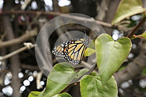 Monarch butterly