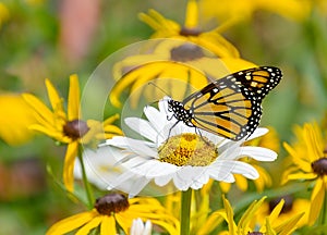 Monarch buttterfly perched on a daisy flower