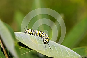 Monarch Caterpillar