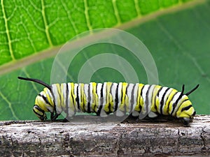 Monarch Caterpillar