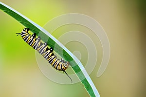 Monarch caterpillar