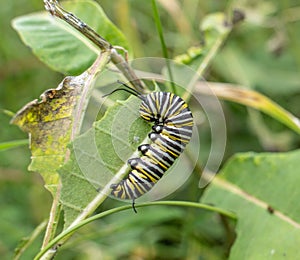 Monarch Caterpillar Eat Milkweed Leaves