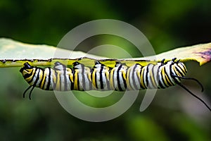 Monarch caterpillar chews on a leaf