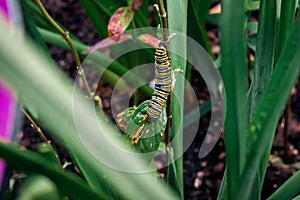 Monarch caterpillar climbing up a leaf