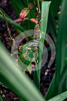 Monarch caterpillar climbing up a leaf in a garden