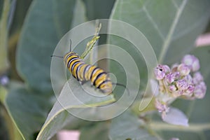 Monarch Caterpillar Crawling Away on a Milkweed Leaf