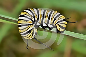 Monarch caterpillar curled around a plant stem.