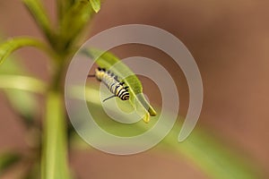 Monarch caterpillar, Danaus plexippus, in a butterfly garden