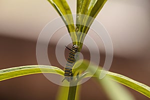 Monarch caterpillar, Danaus plexippus, in a butterfly garden