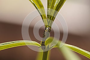 Monarch caterpillar, Danaus plexippus, in a butterfly garden