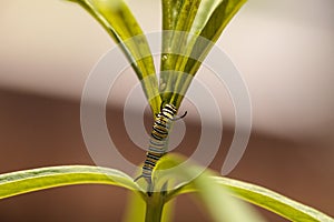 Monarch caterpillar, Danaus plexippus, in a butterfly garden