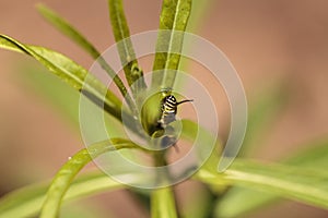 Monarch caterpillar, Danaus plexippus, in a butterfly garden