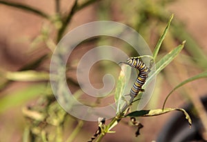 Monarch caterpillar, Danaus plexippus, in a butterfly garden