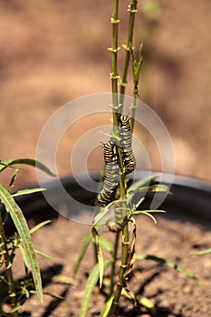 Monarch caterpillar, Danaus plexippus, in a butterfly garden