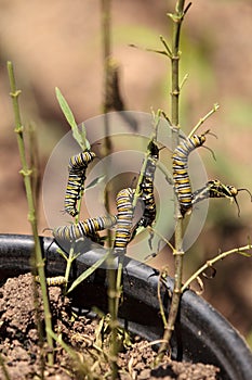 Monarch caterpillar, Danaus plexippus, in a butterfly garden