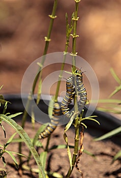 Monarch caterpillar, Danaus plexippus, in a butterfly garden