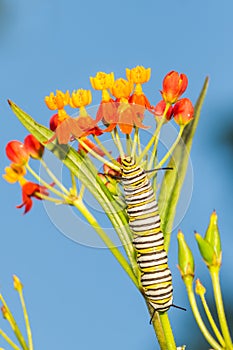 Monarch Caterpillar Danaus plexippus photo