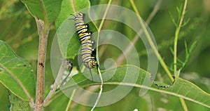 Monarch Caterpillar, Danaus plexppus, eating Milkweed 4K