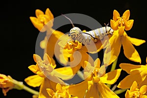 Monarch Caterpillar Eating Asclepias