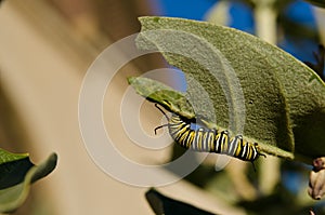 Monarch caterpillar eating crown flower leaf