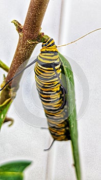 Monarch Caterpillar Eating Leaf