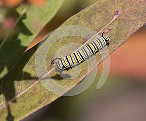 Monarch caterpillar eating milkweed leaf