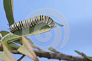 Monarch caterpillar eating milkweed leaf