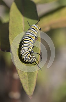 Monarch caterpillar eating milkweed leaf