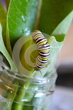 Monarch Caterpillar Eating Milkweed Leaves in Jar - Top View - Danaus plexippus