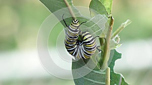 Monarch caterpillar eating milkweed plant