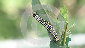 Monarch caterpillar eating milkweed plant