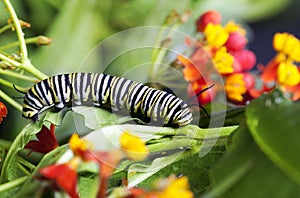 Monarch Caterpillar Feeding Milkweed