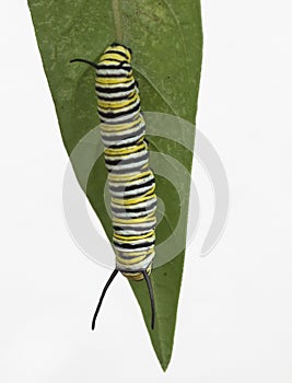 Monarch Caterpillar on Green Leaf