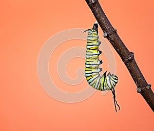 Monarch caterpillar hanging before pupating